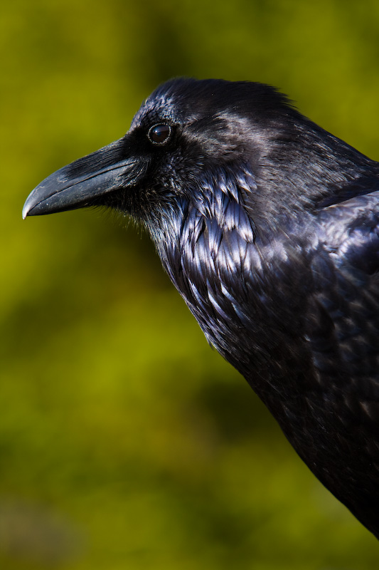 Common Raven